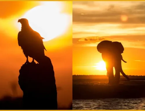 Mastering Wildlife Silhouettes: Pro Tips for Dramatic Images