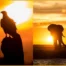 Shooting Silhouettes