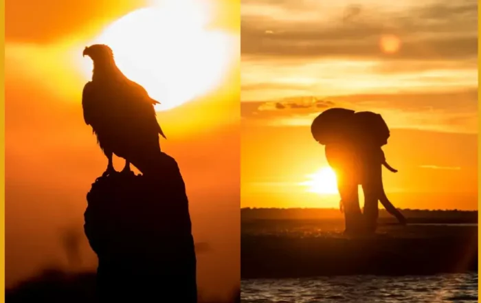 Shooting Silhouettes