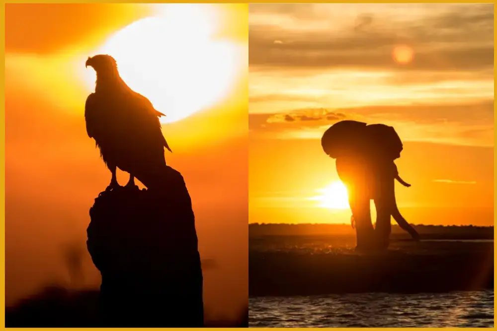 Shooting Silhouettes