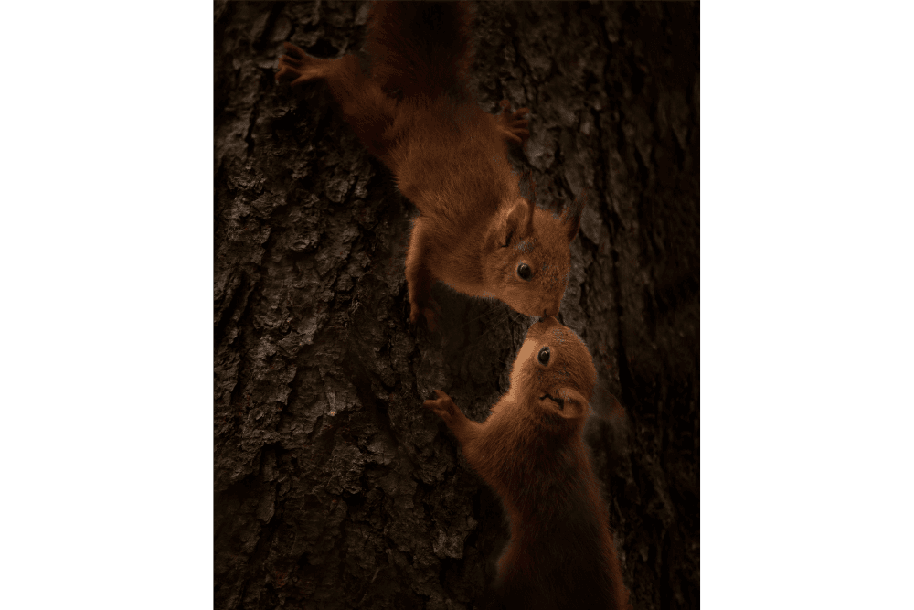 squirrel kiss squirrel kiss