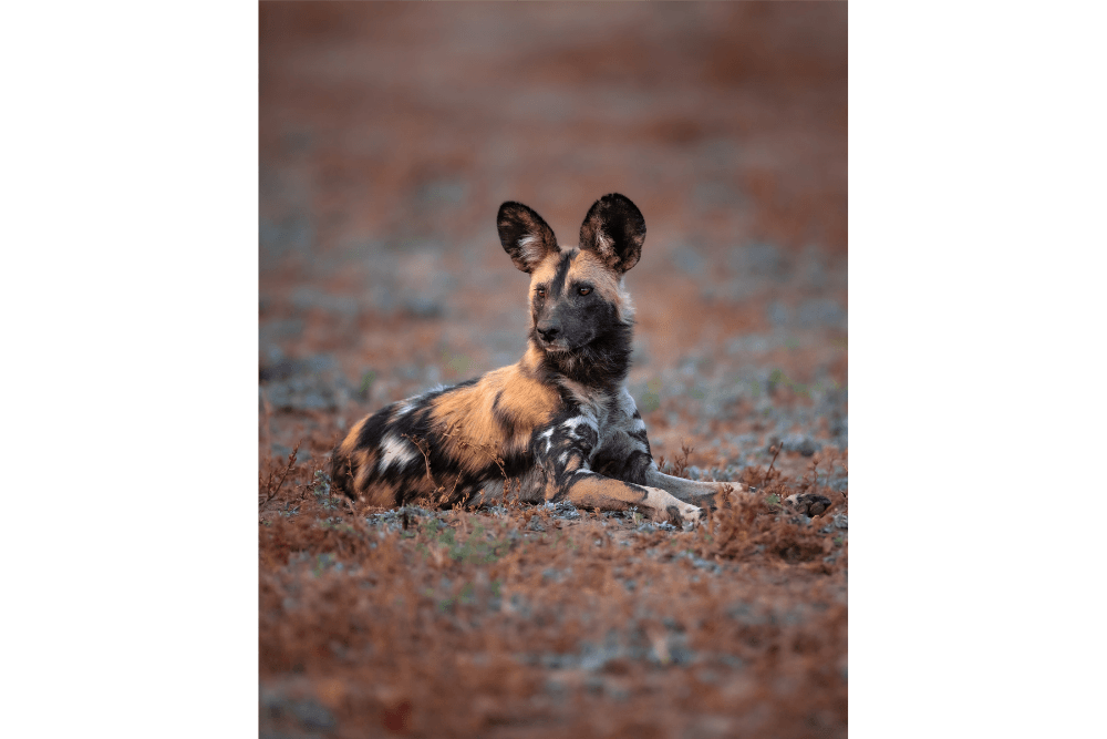 wild dog wild dog