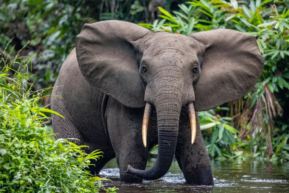 forest elephant forest elephant