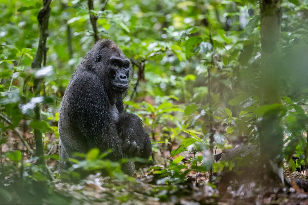 kingo the gorilla kingo the gorilla