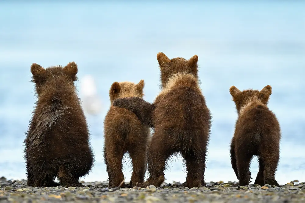 bear cubs bear cubs