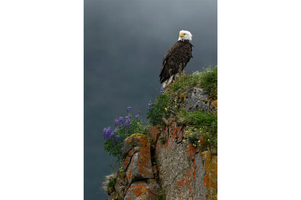 eagle eagle