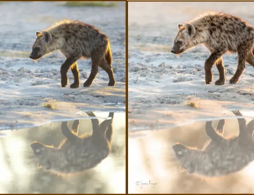 Follow My Edit Episode 2 – Hyena Pup
