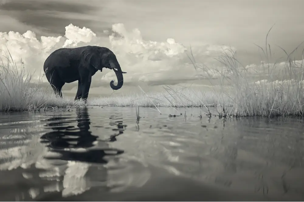 infrared elephant infrared elephant
