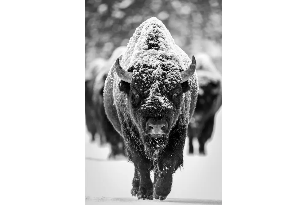 snowy bison snowy bison