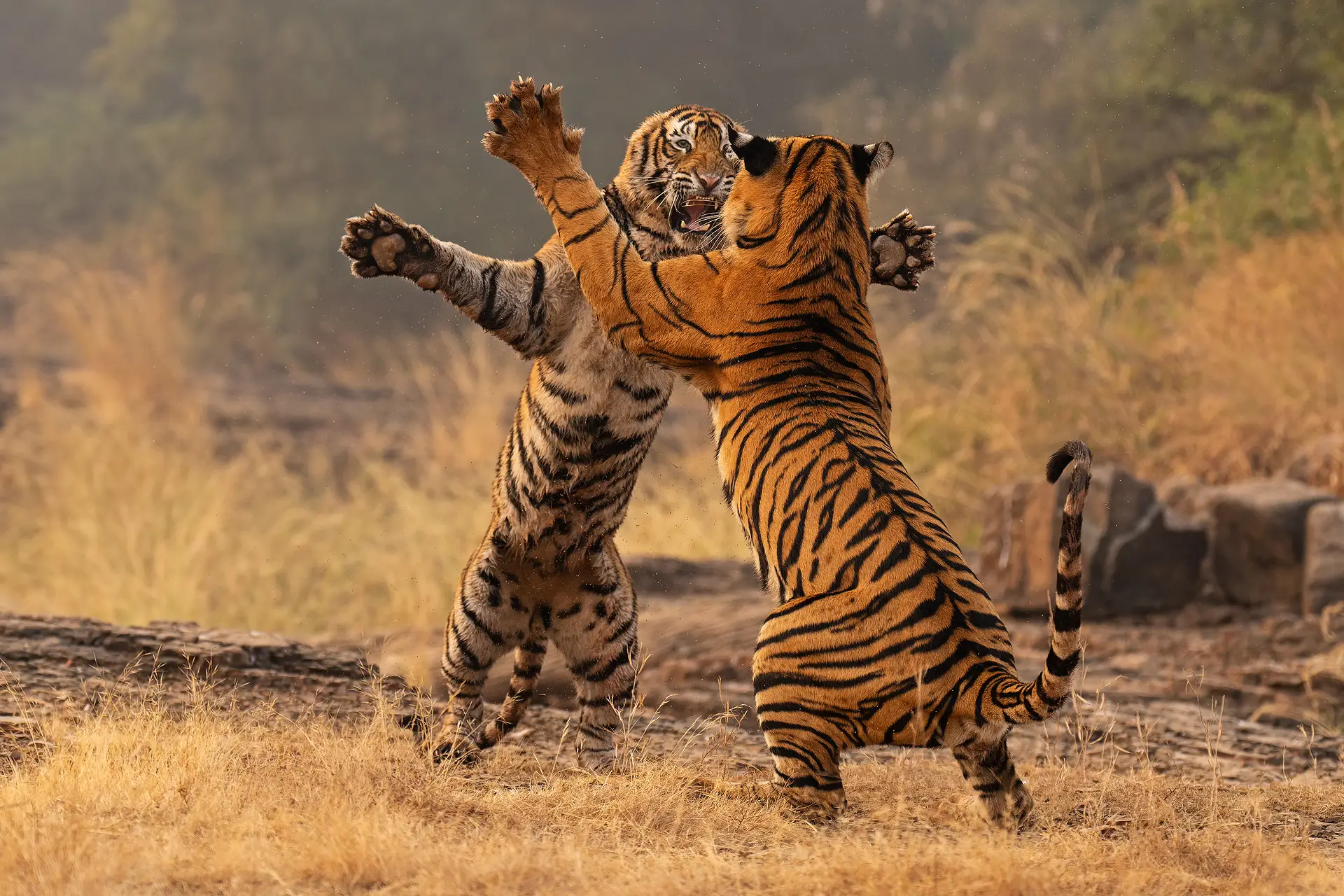 Andy Rouse - Fighting Tigers Andy Rouse - Fighting Tigers