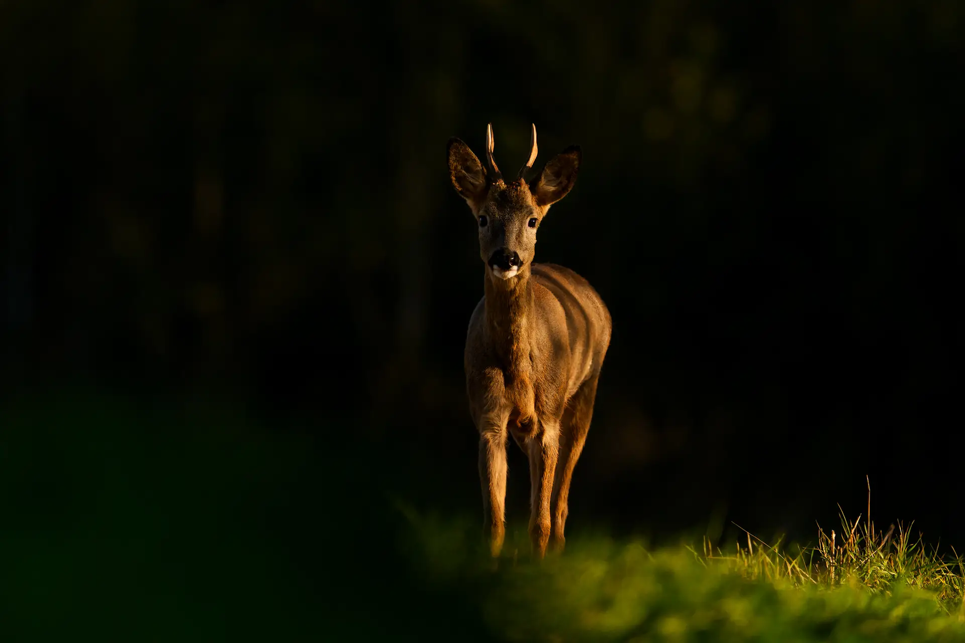 Andy Rouse - Dave the Roe Deer Andy Rouse - Dave the Roe Deer