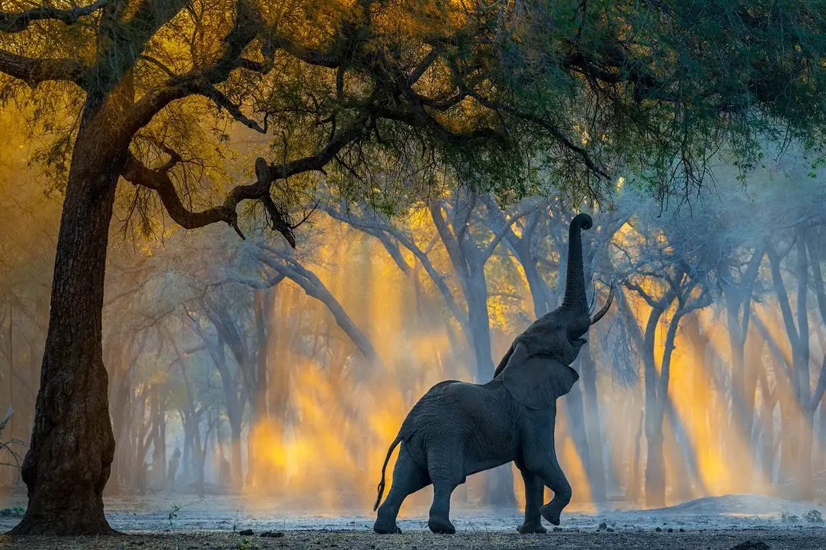 Sergey Gorshkov - Backlit African Elephant Sergey Gorshkov - Backlit African Elephant